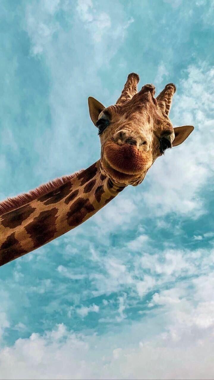 720x1280 Best 4k Wallpaper for Mobile, Android wallpaper HD 1080p. Cute baby animals, Animals beautiful, Cute giraffe