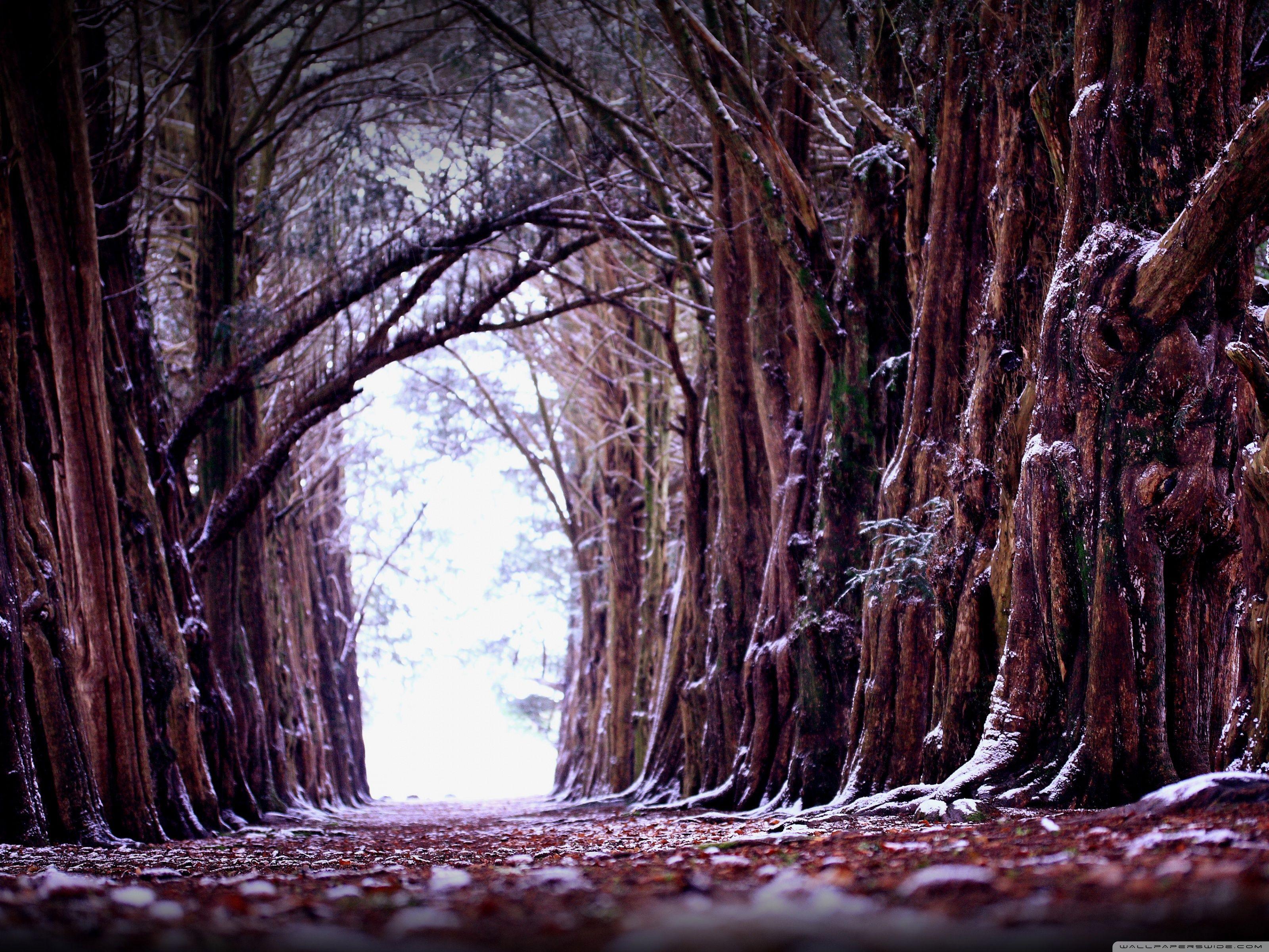 3200x2400 Old trees in the winter wallpaper and image, picture, photo