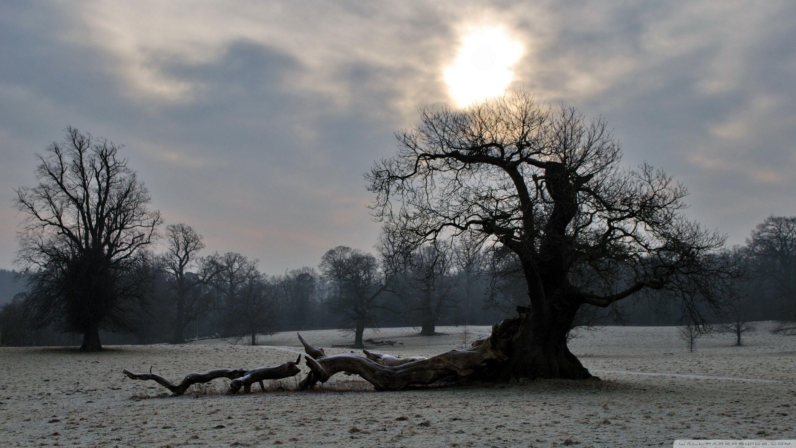 2560x1440 Old Tree, Winter Ultra HD Desktop Background Wallpaper for 4K UHD TV : Multi Display, Dual Monitor : Tablet