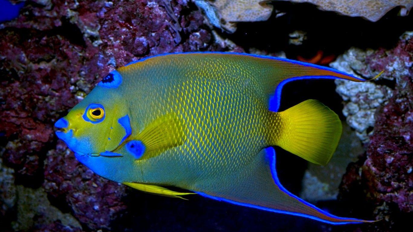 1366x768 Queen Angelfish Exotic Marine Fish Wallpaper HD For Laptop Mobile Phone :