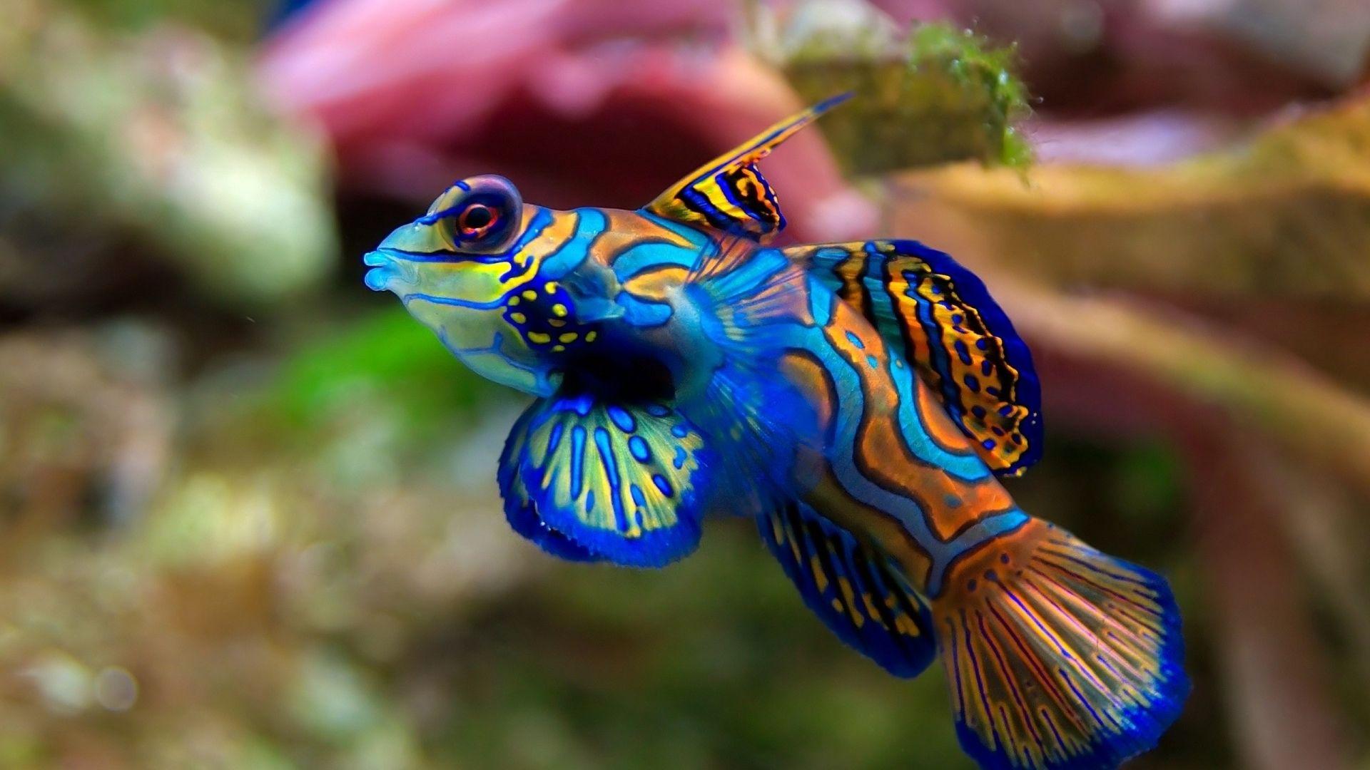 1920x1080 Free download detail for Tropical fish wallpaper HD Background 9to5HDwallpaper [1920x1200] for your Desktop, Mobile & Tablet. Explore Marine Aquarium Wallpaper. Aquarium Live Wallpaper for PC, Aquarium Live Wallpaper