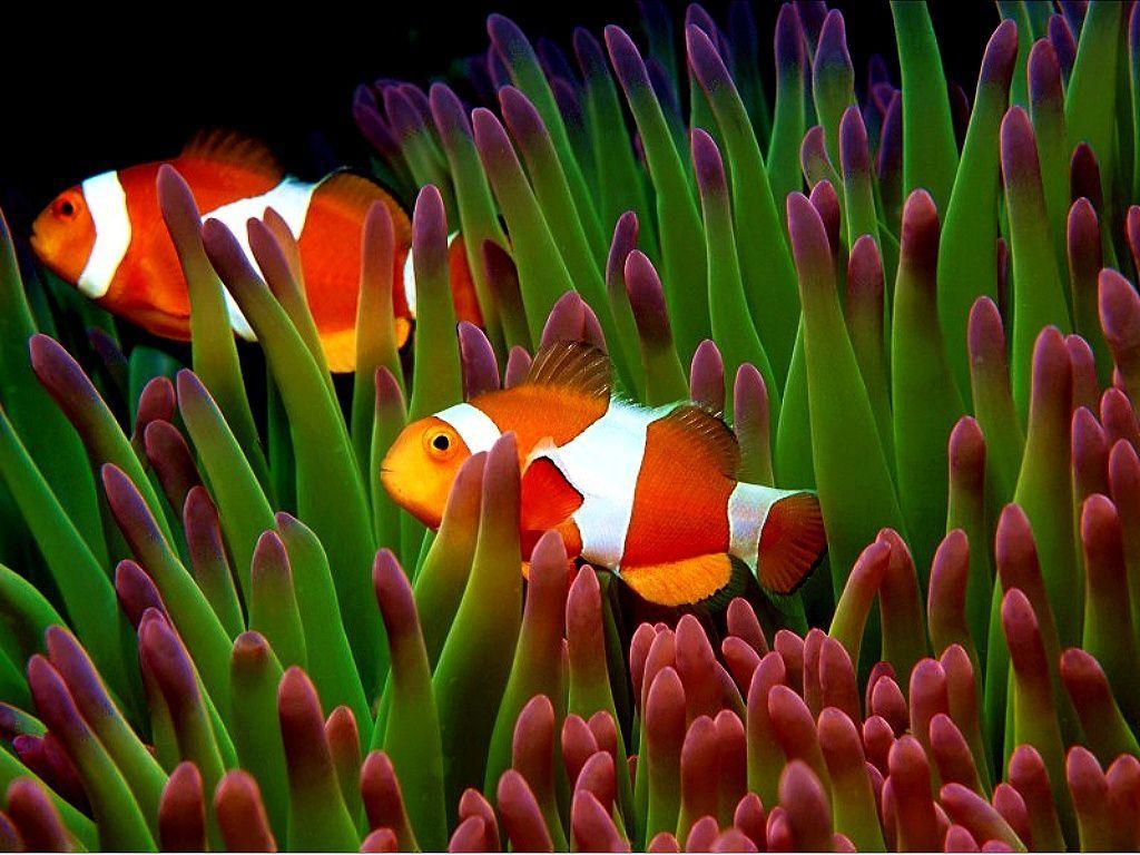 1024x768 Download Saltwater Fish Wallpaper, HD Background Download