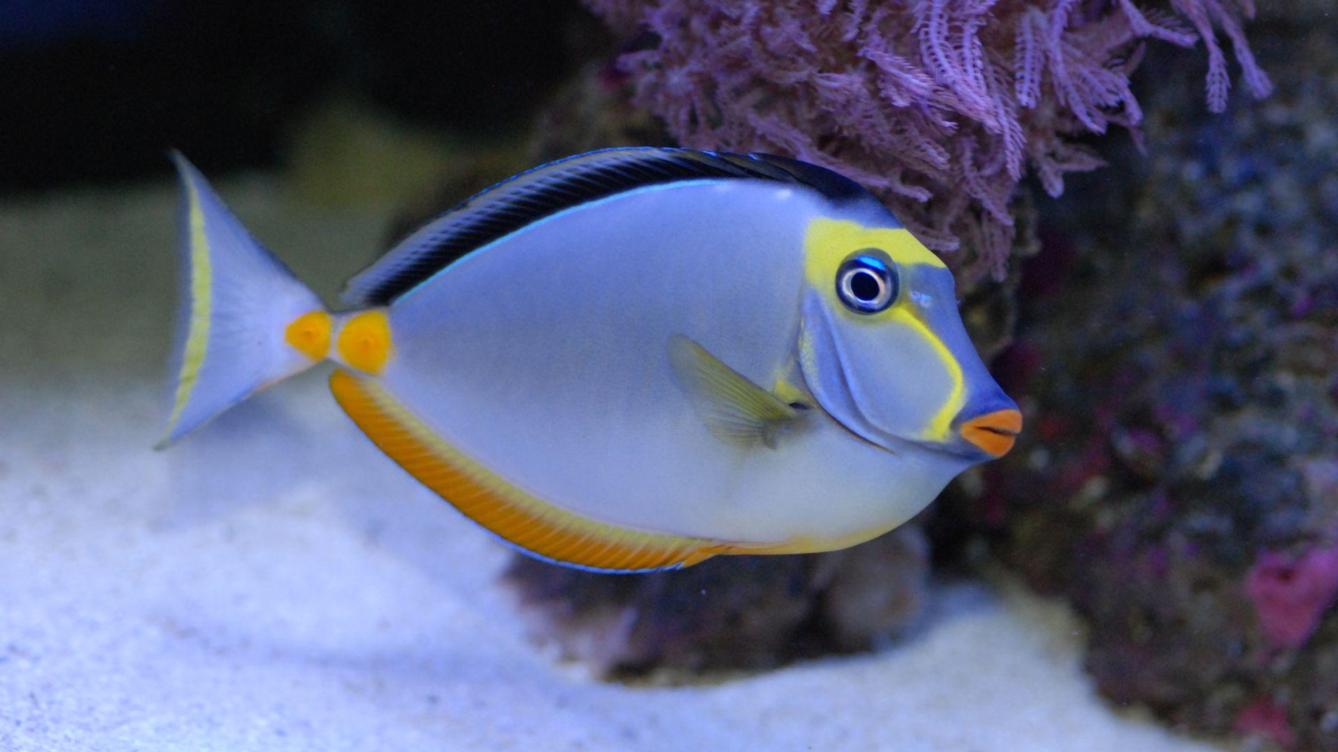 1920x1080 Fish Wallpaper HD