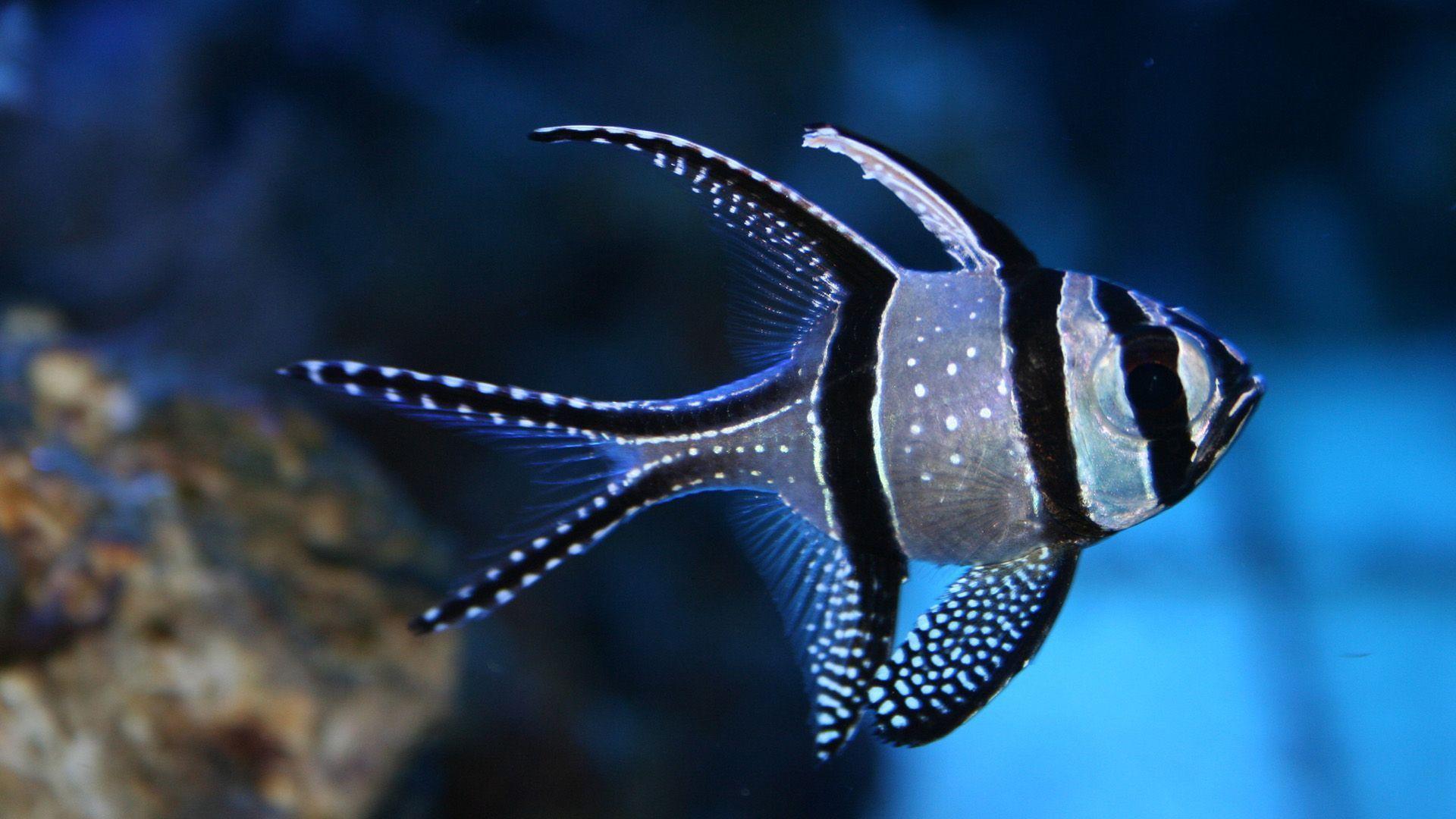 1920x1080 Saltwater Fish Wallpaper