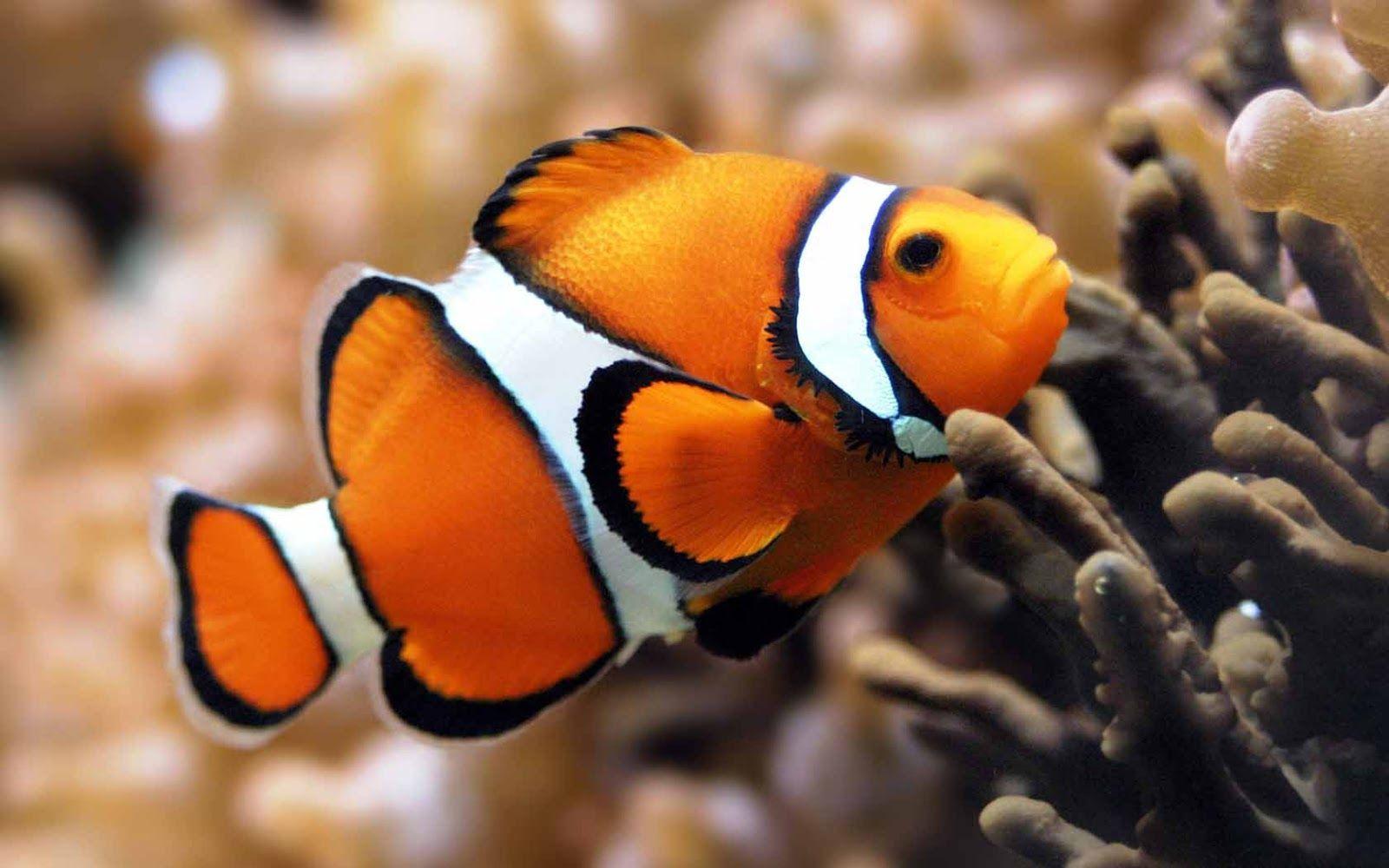 1600x1000 Fish HD Wallpaper. Marine fish, Clown fish, Sea fish