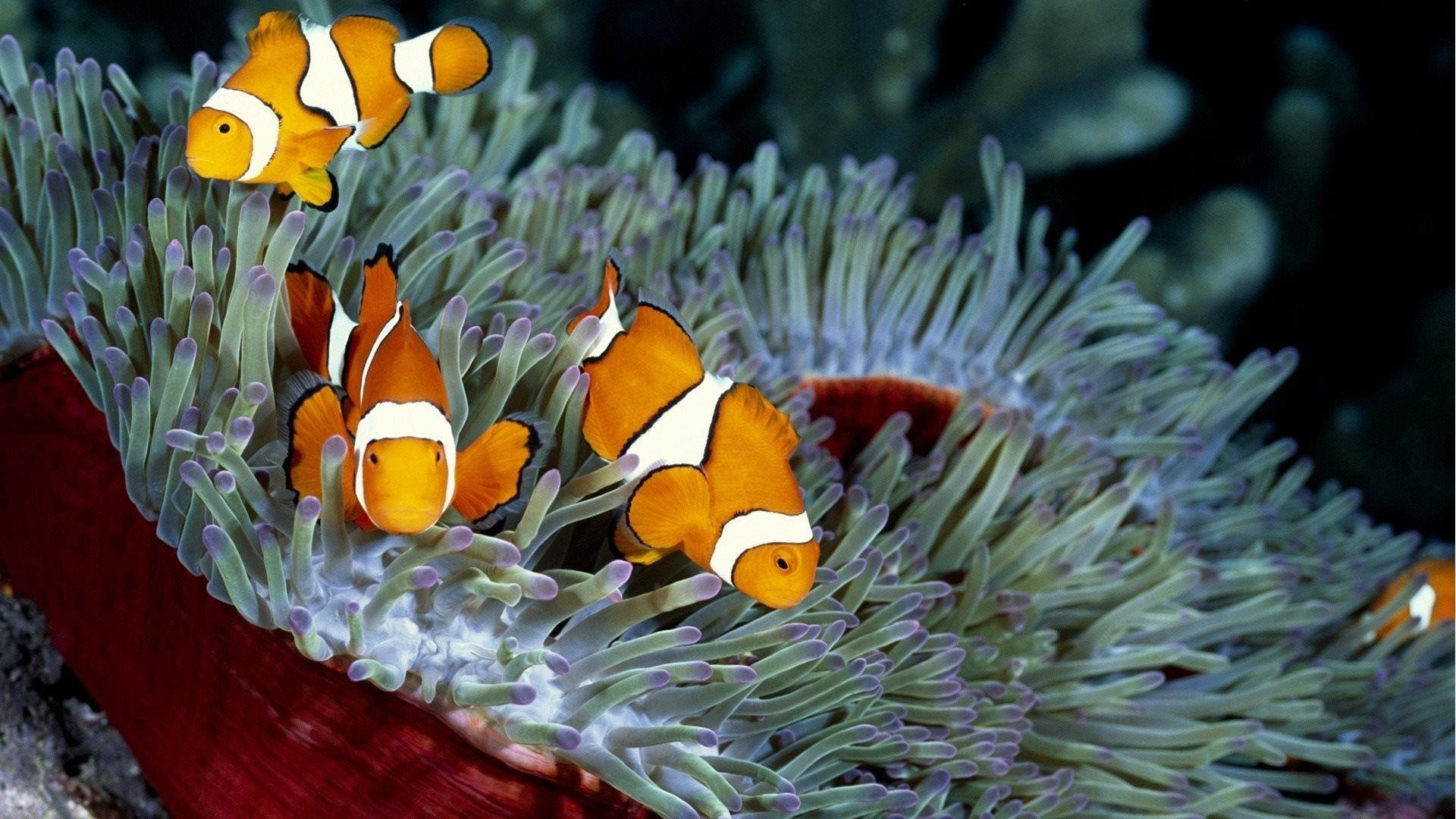 1920x1080 Download wallpaper marine fish, amphiprion, clown fish, clown for desktop with resolution 1920x1080. High Quality HD picture wallpaper
