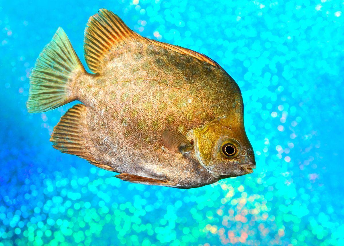 1200x857 Marine Fish Scatophagus Ar' Poster Print
