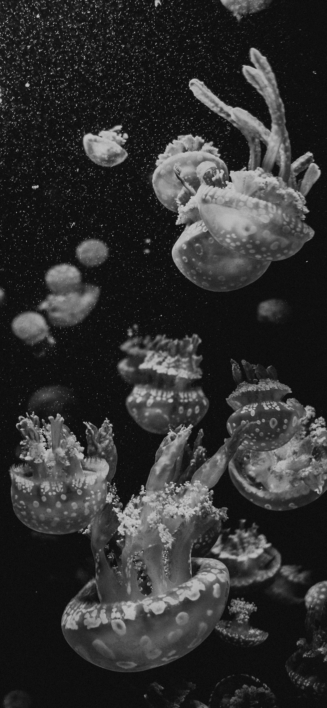 Jellyfish Aesthetic Wallpapers Top Free Jellyfish Aesthetic