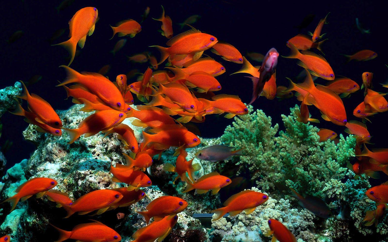 1600x1000 fish live wallpaper Desktop Wallpaperk HD
