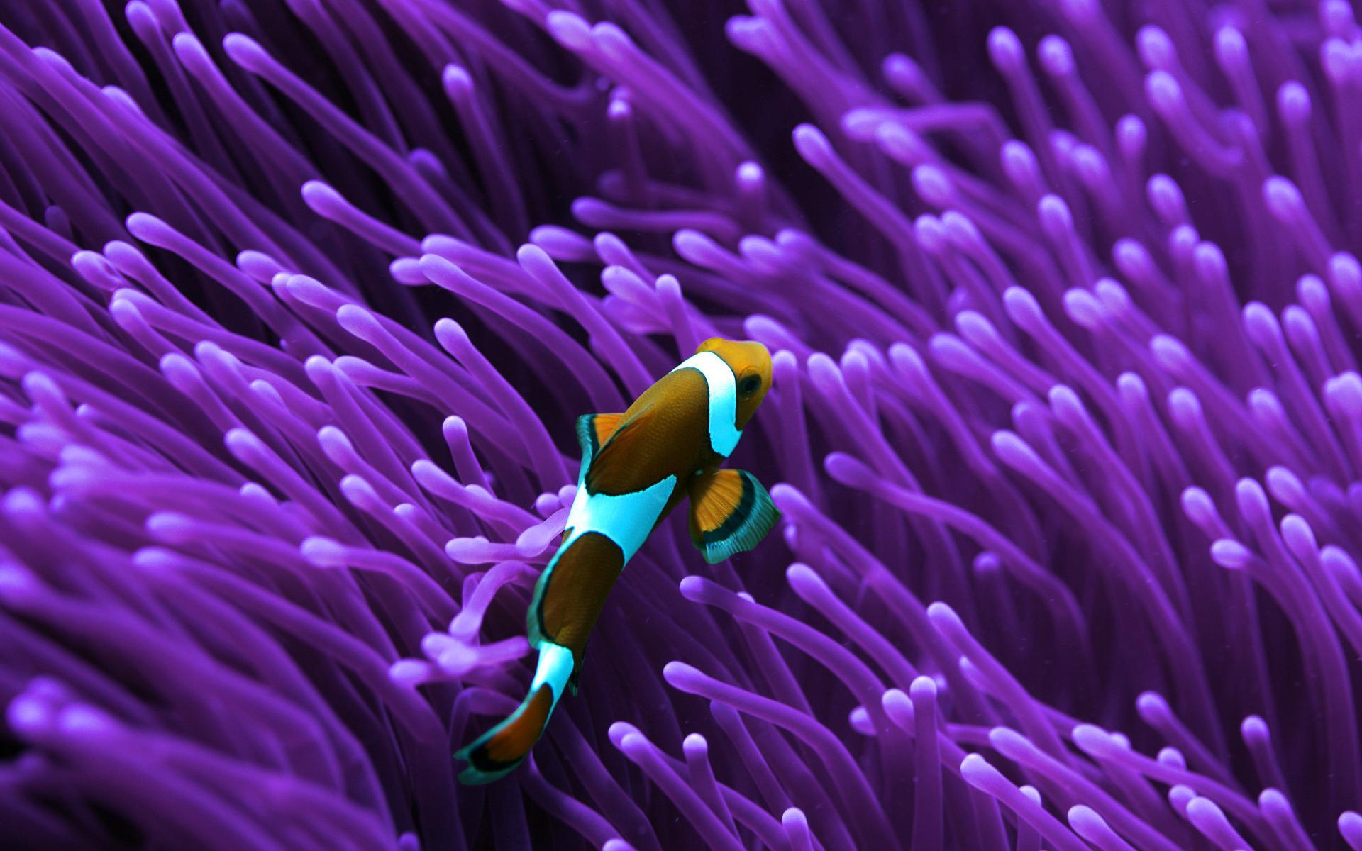 1920x1200 HD Saltwater Fish Wallpaper