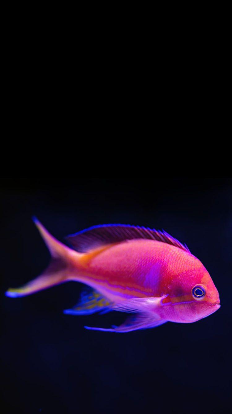 750x1334 Tropical Fishes Wallpaper
