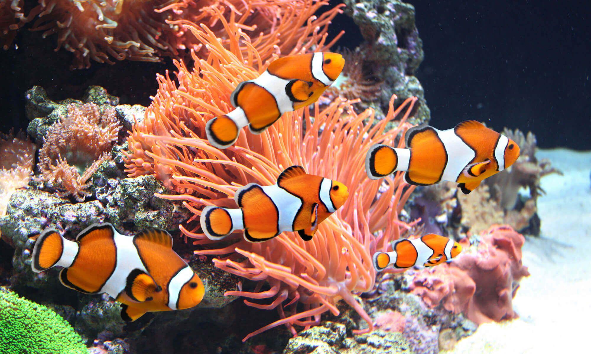 2000x1200 Clown Fish amongst Coral Wallpaper Mural