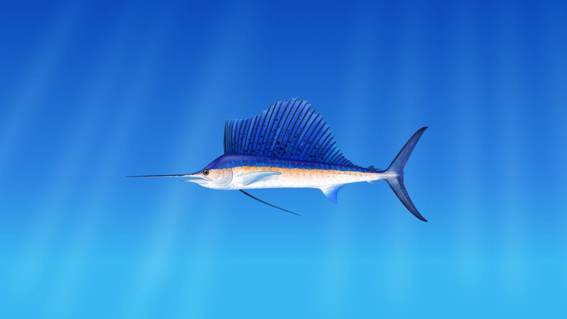 1920x1080 Marine fish marlin on a blue background Desktop wallpaper 1920x1080