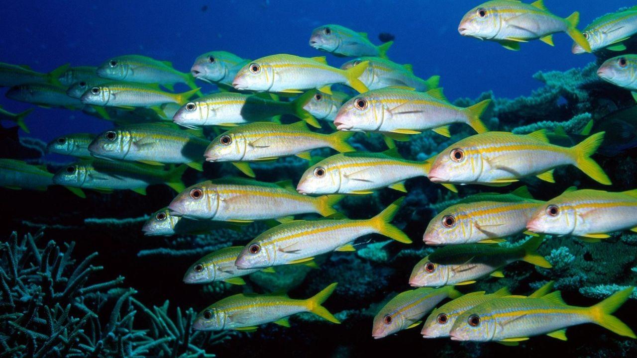 1280x720 A flock of marine fish Desktop wallpaper 1280x720