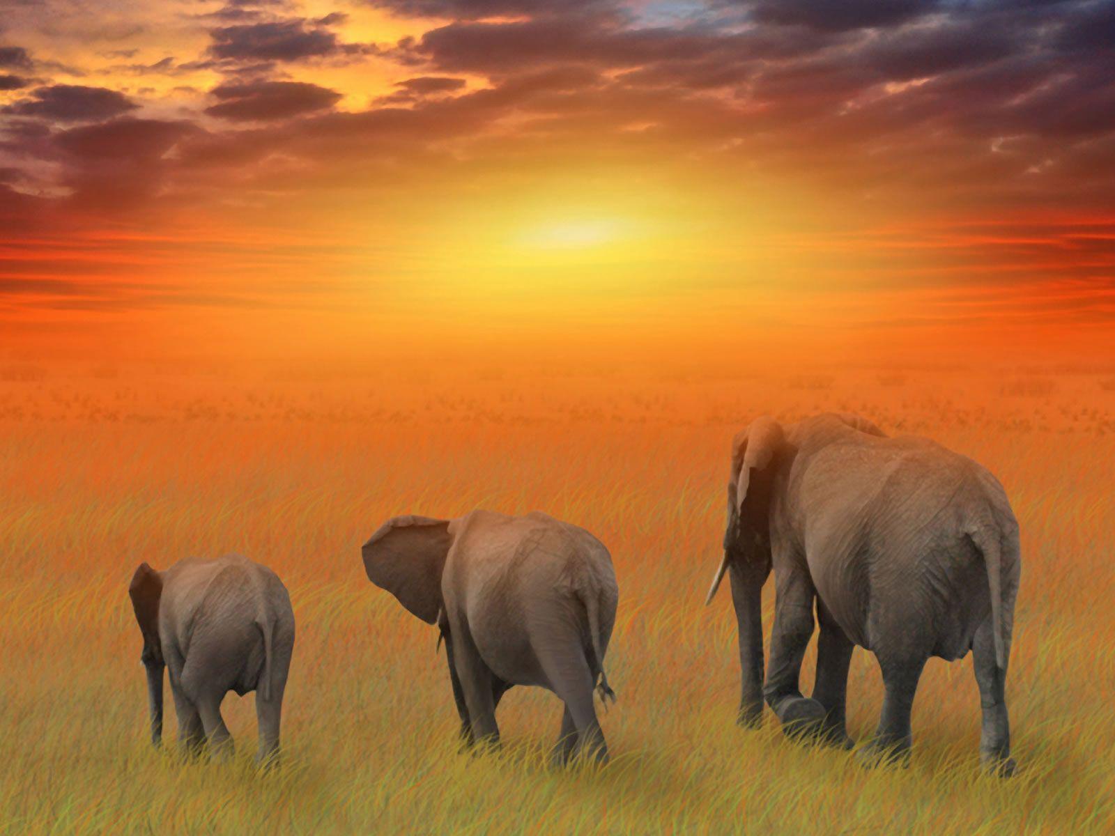 Elephant Sunset Wallpapers - Top Free Elephant Sunset Backgrounds ...