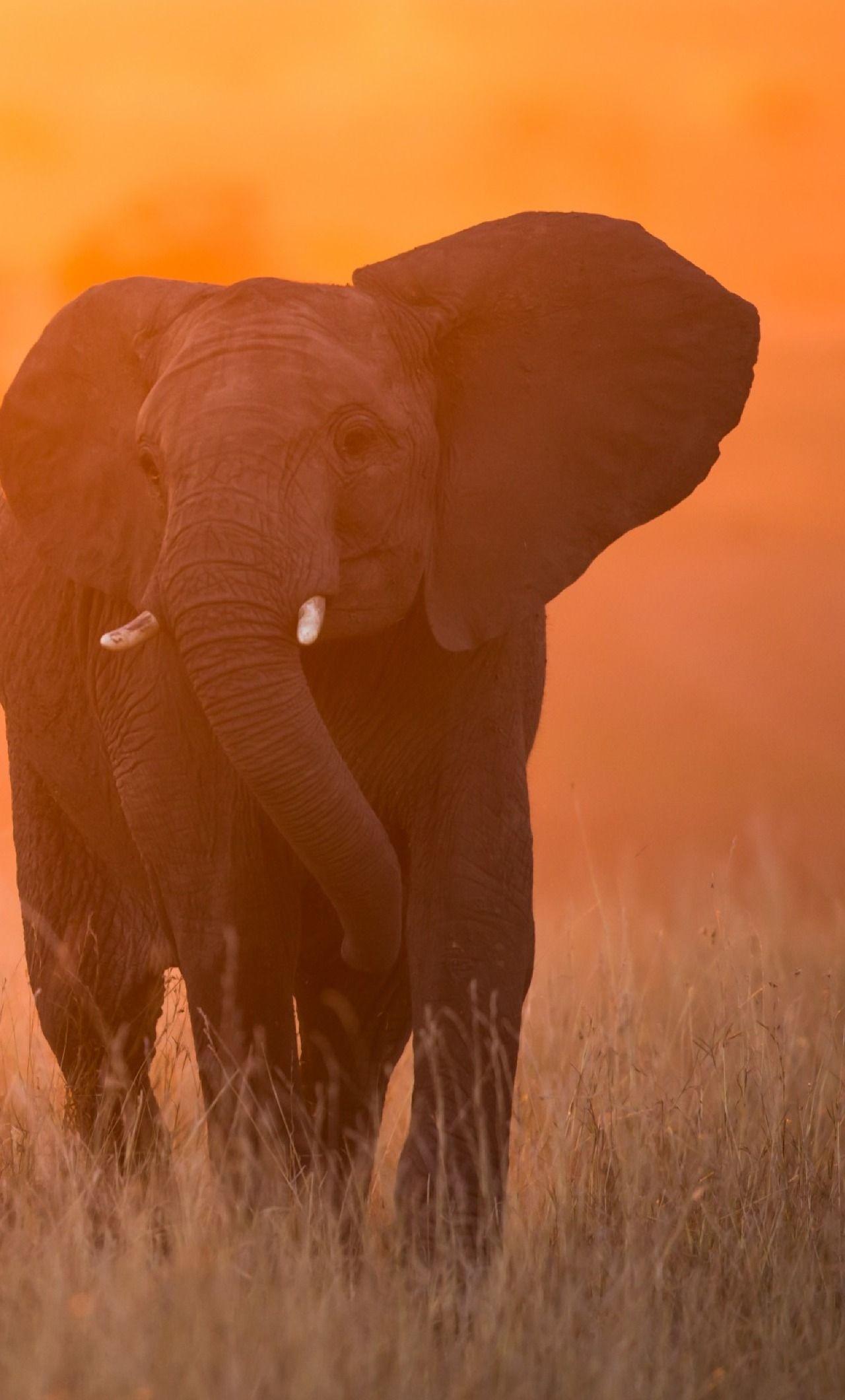 1280x2120 Elephant In Sunset Kenya Africa iPhone 6 plus Wallpaper, HD Animals 4K Wallpaper, Image, Photo and Background