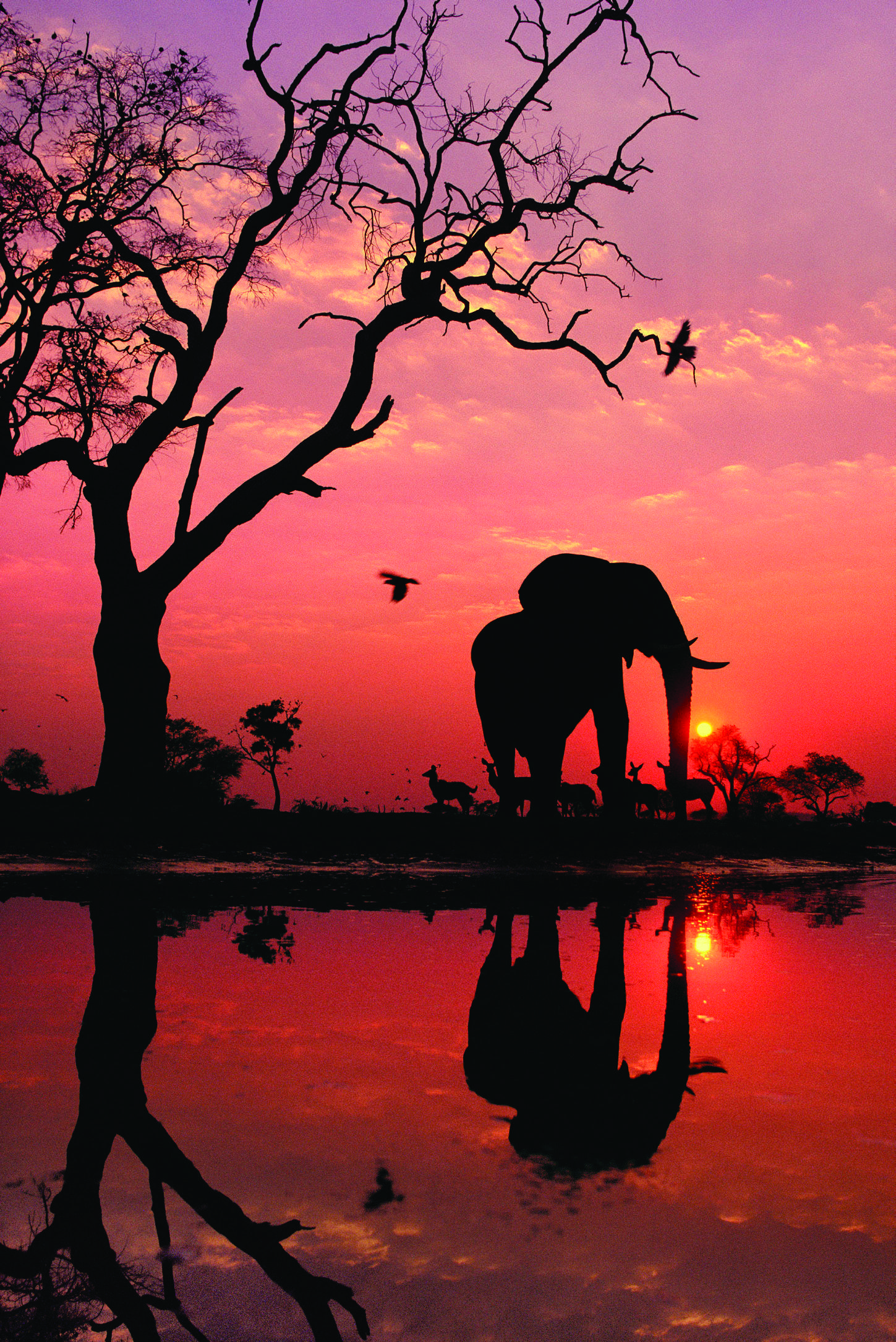 Elephant Sunset Wallpapers Top Free Elephant Sunset Backgrounds WallpaperAccess