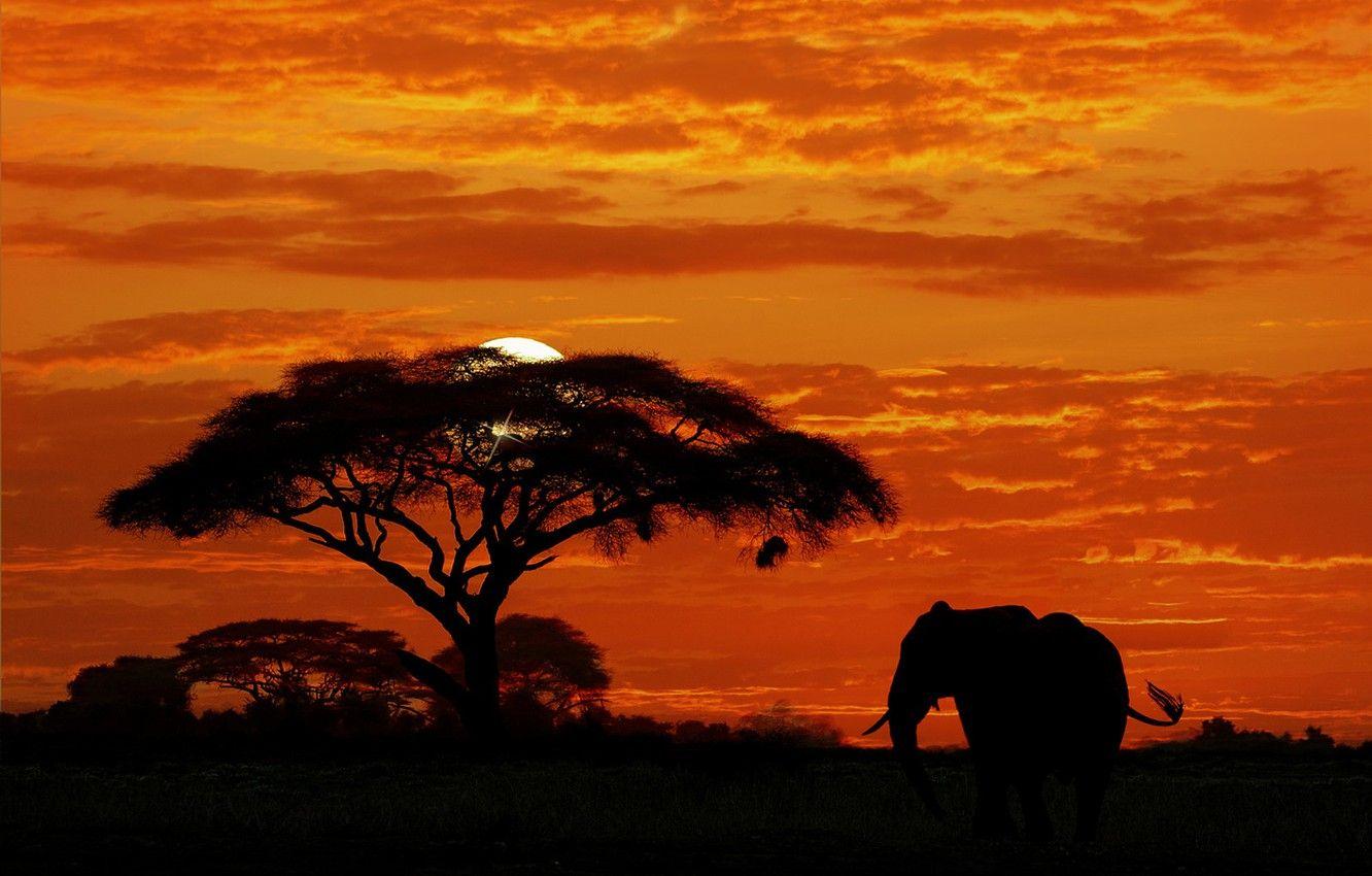 1332x850 Wallpaper the sky, sunset, tree, elephant, silhouette, Africa image for desktop, section пейзажи