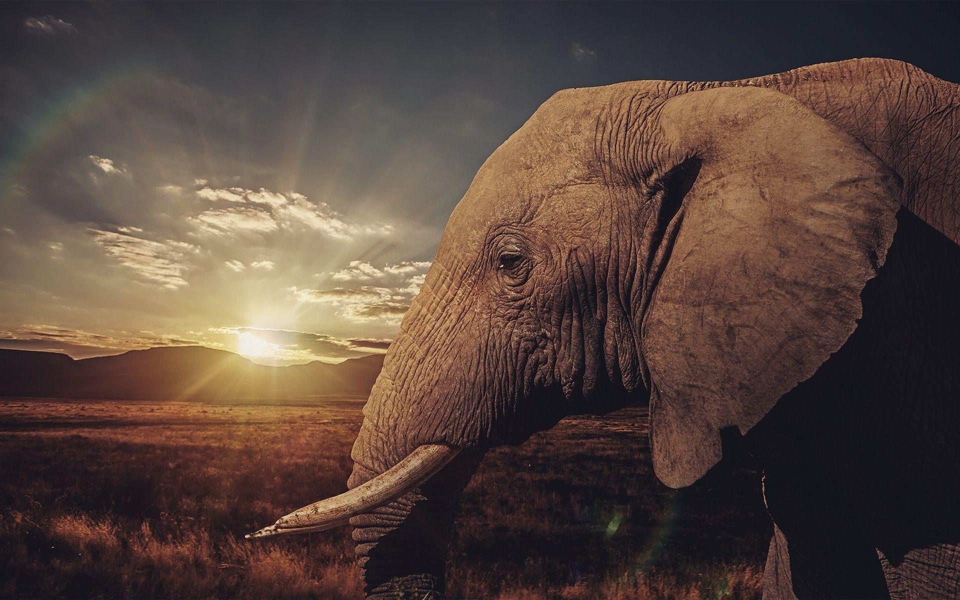 Elephant Sunset Wallpapers - Top Free Elephant Sunset Backgrounds