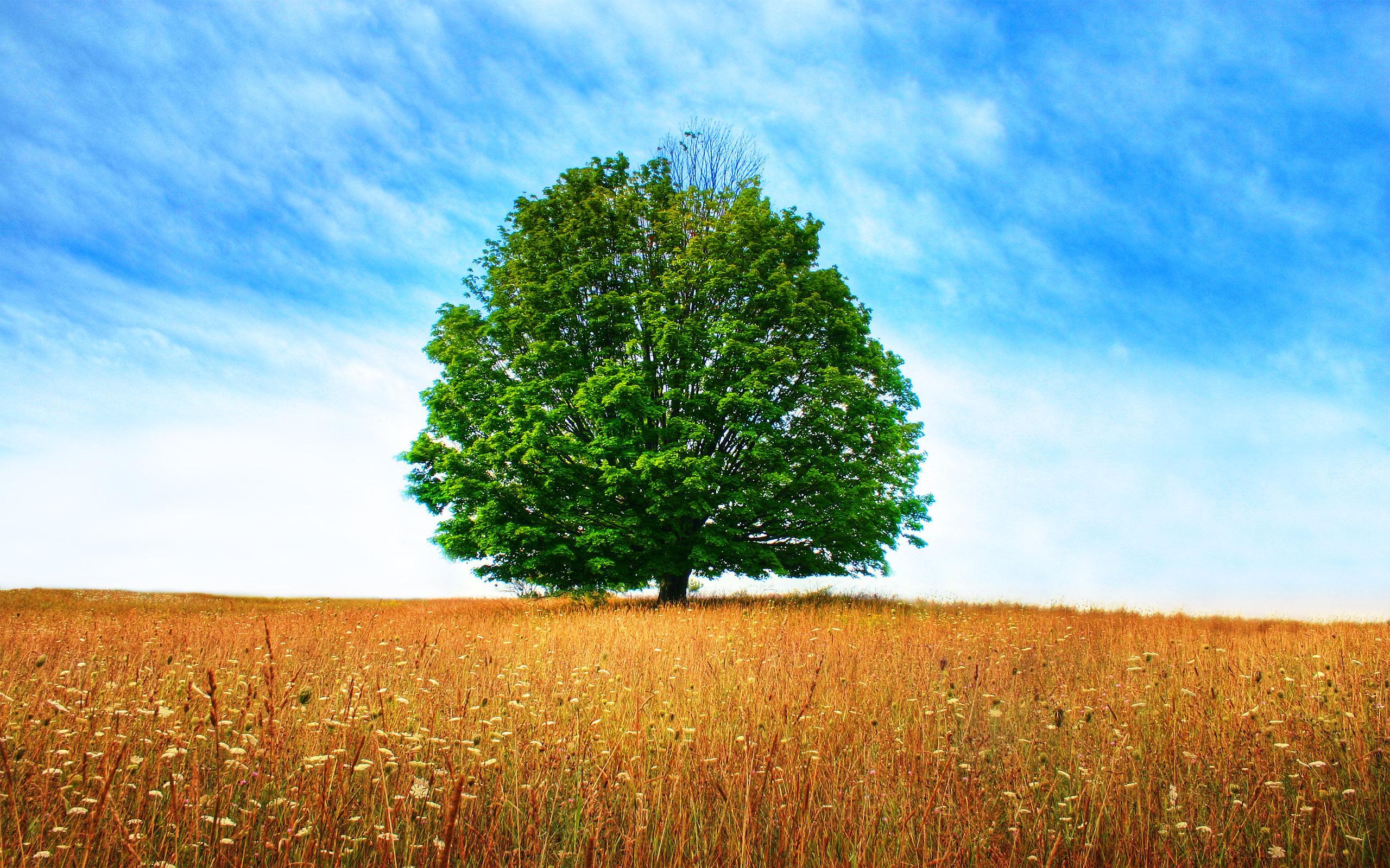 2560x1600 Tree wallpaperx1600