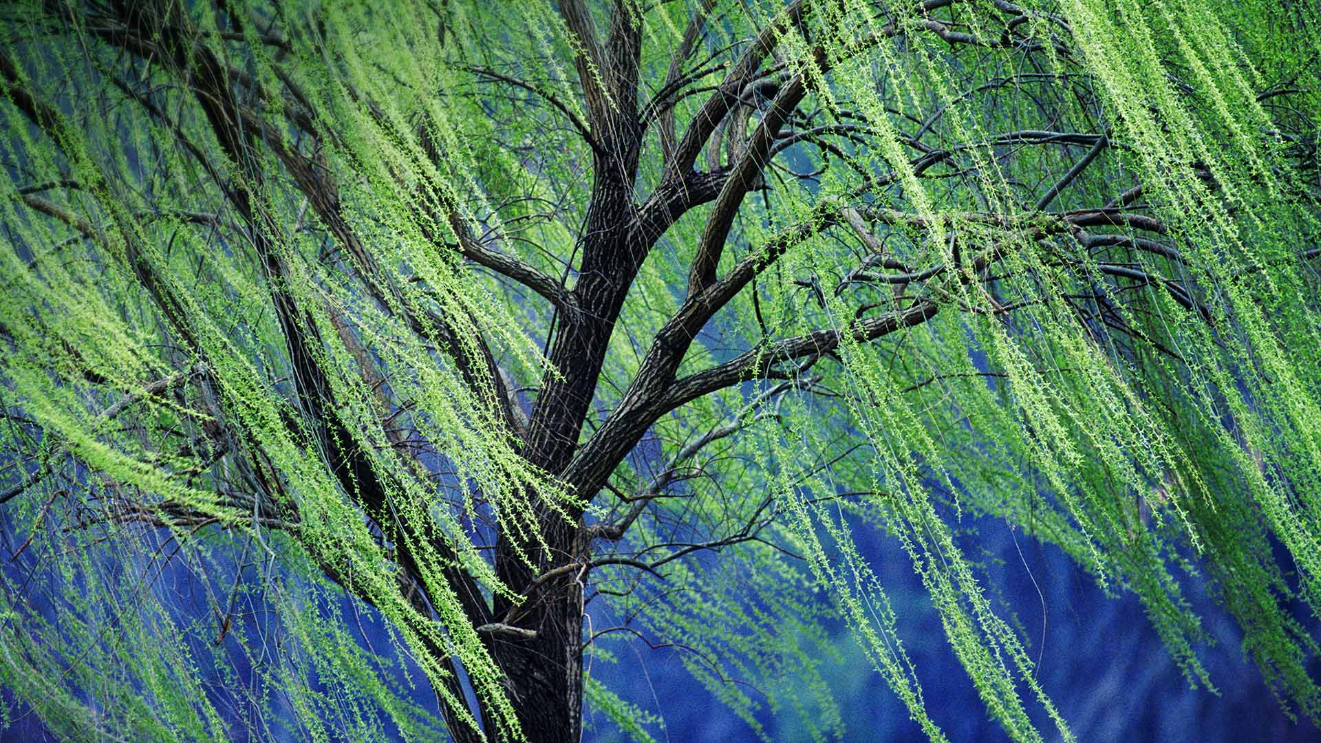 1920x1080 A weeping willow tree [1920 × 1080]