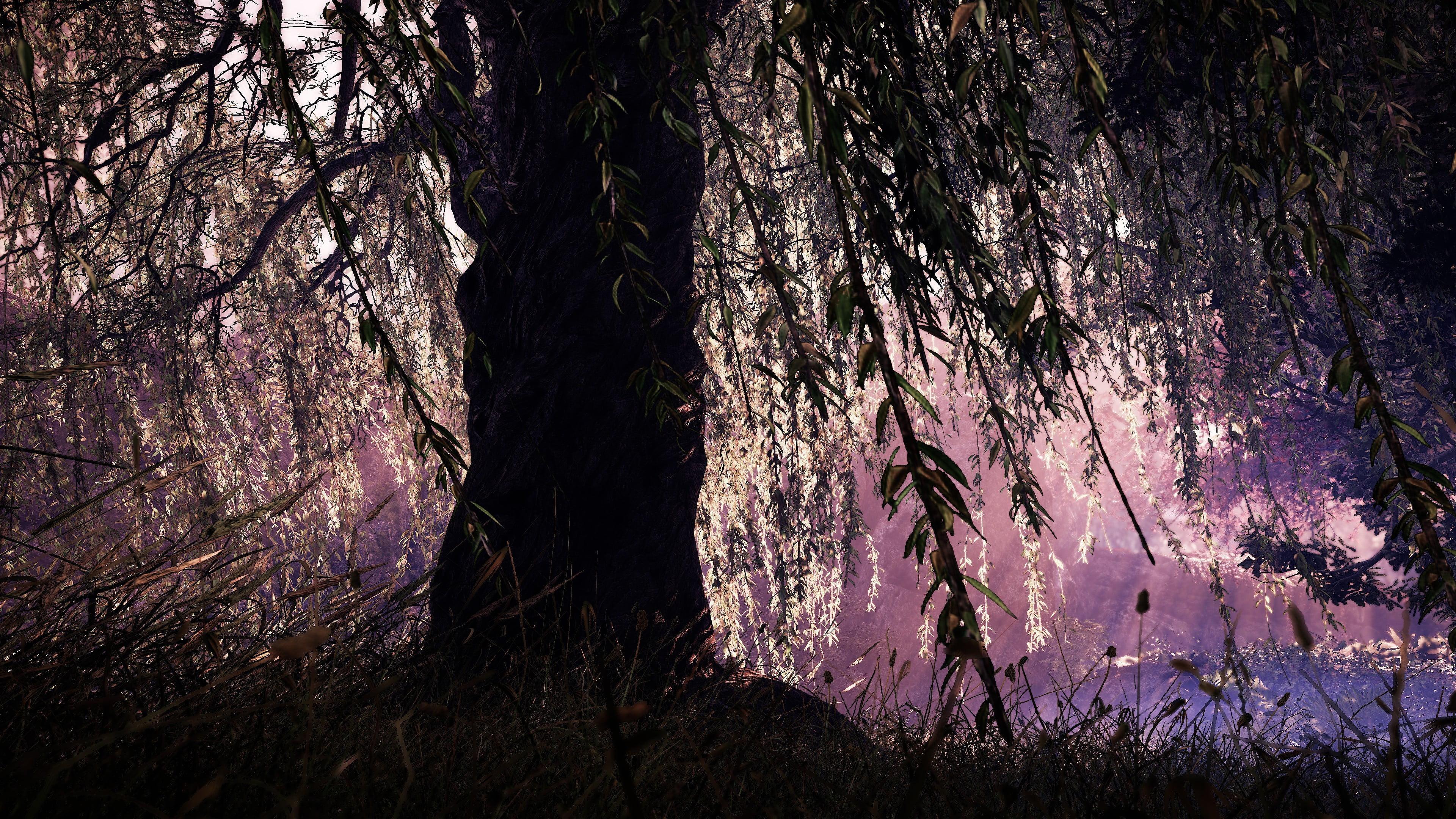 3840x2160 Willow Wallpaper