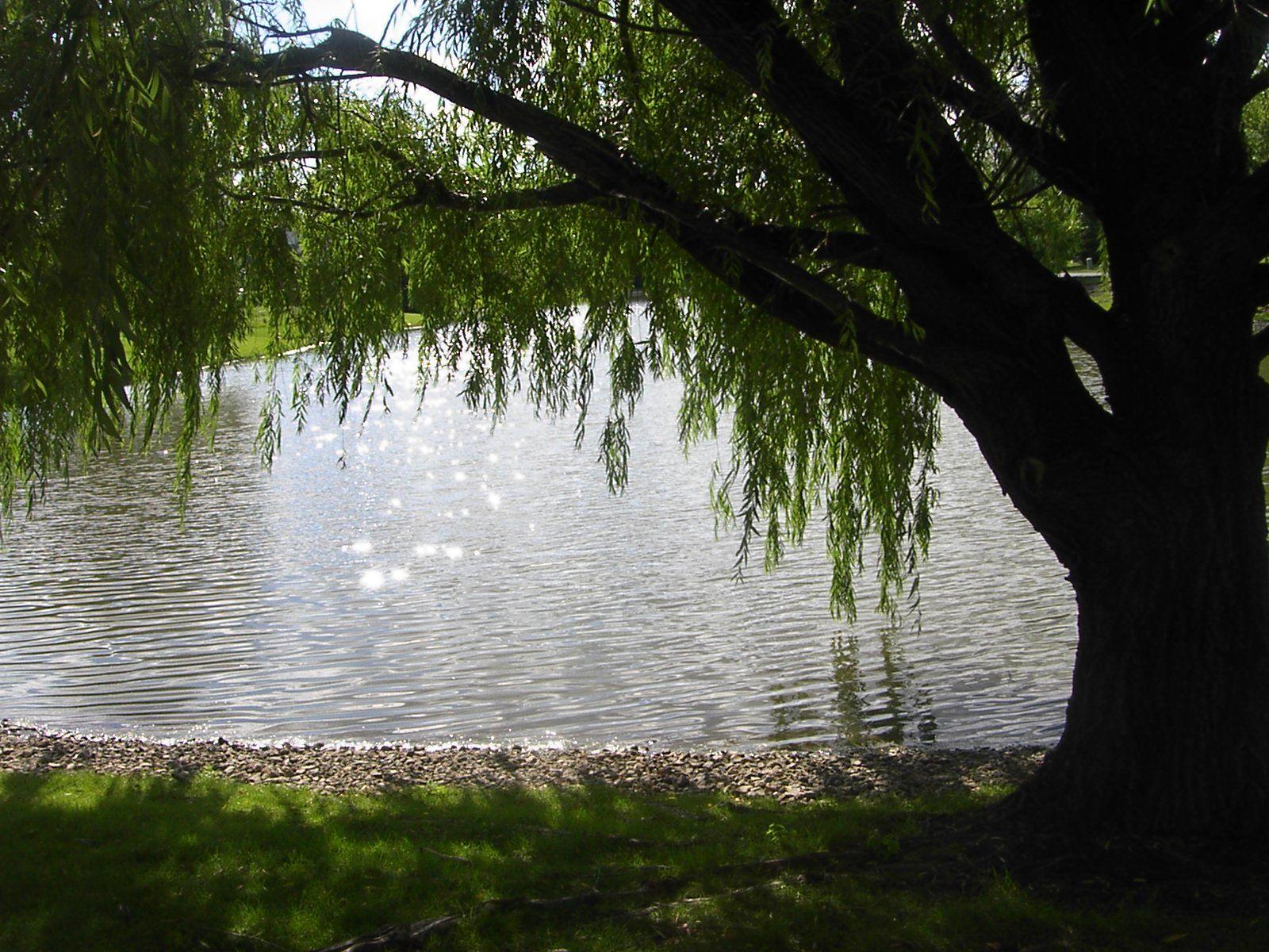 1600x1200 Weeping Willow Tree Wallpaper Weeping Willow By Gracefulally Tree Background Wallpaper & Background Download