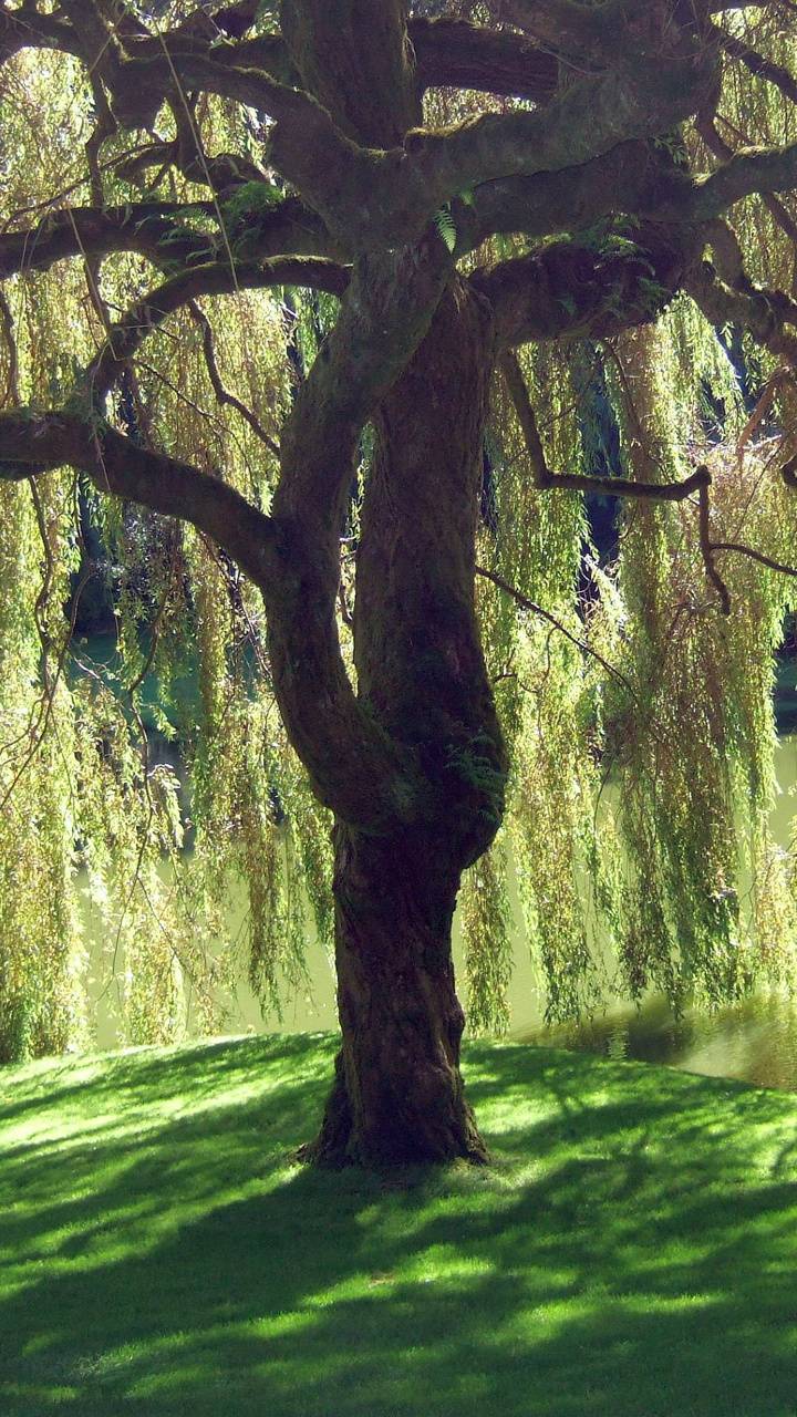 720x1280 Weeping Willow wallpaper