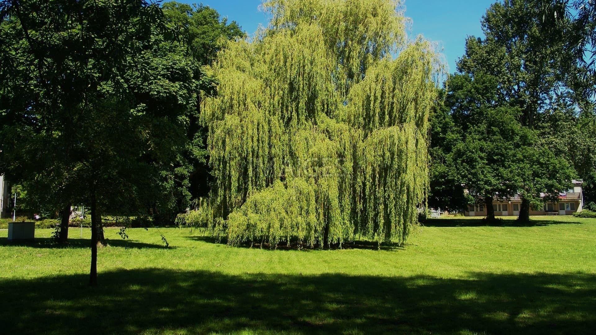 1920x1080 Data Src New Weeping Willow Wallpaper Sempreverdi A Fusto Alto