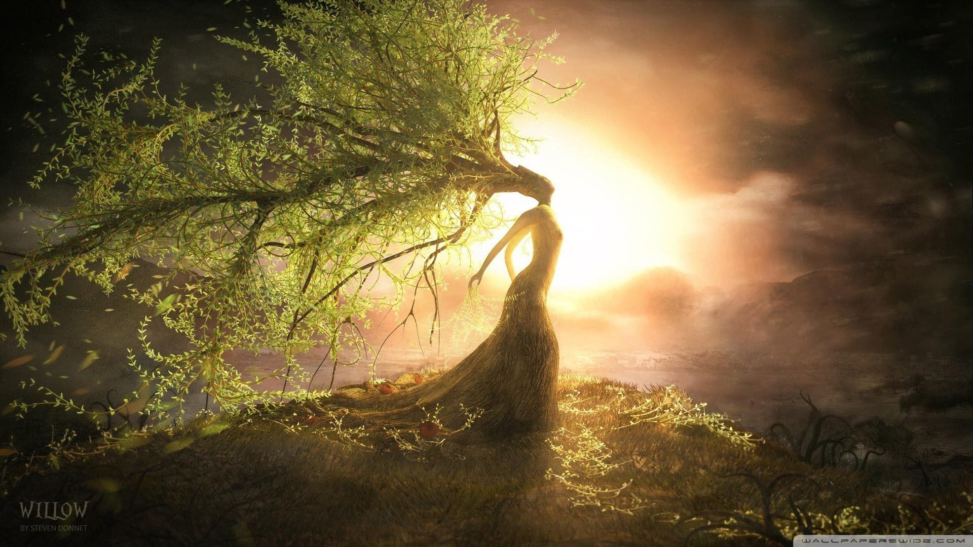 1920x1080 Weeping Willow Wallpaper