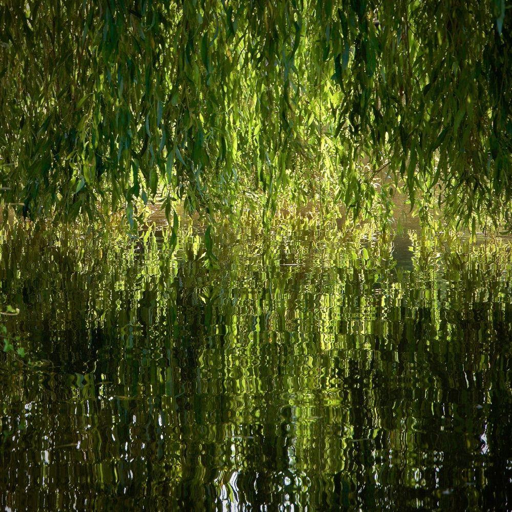 1000x1000 Weeping Willow Picture. Download Free Image