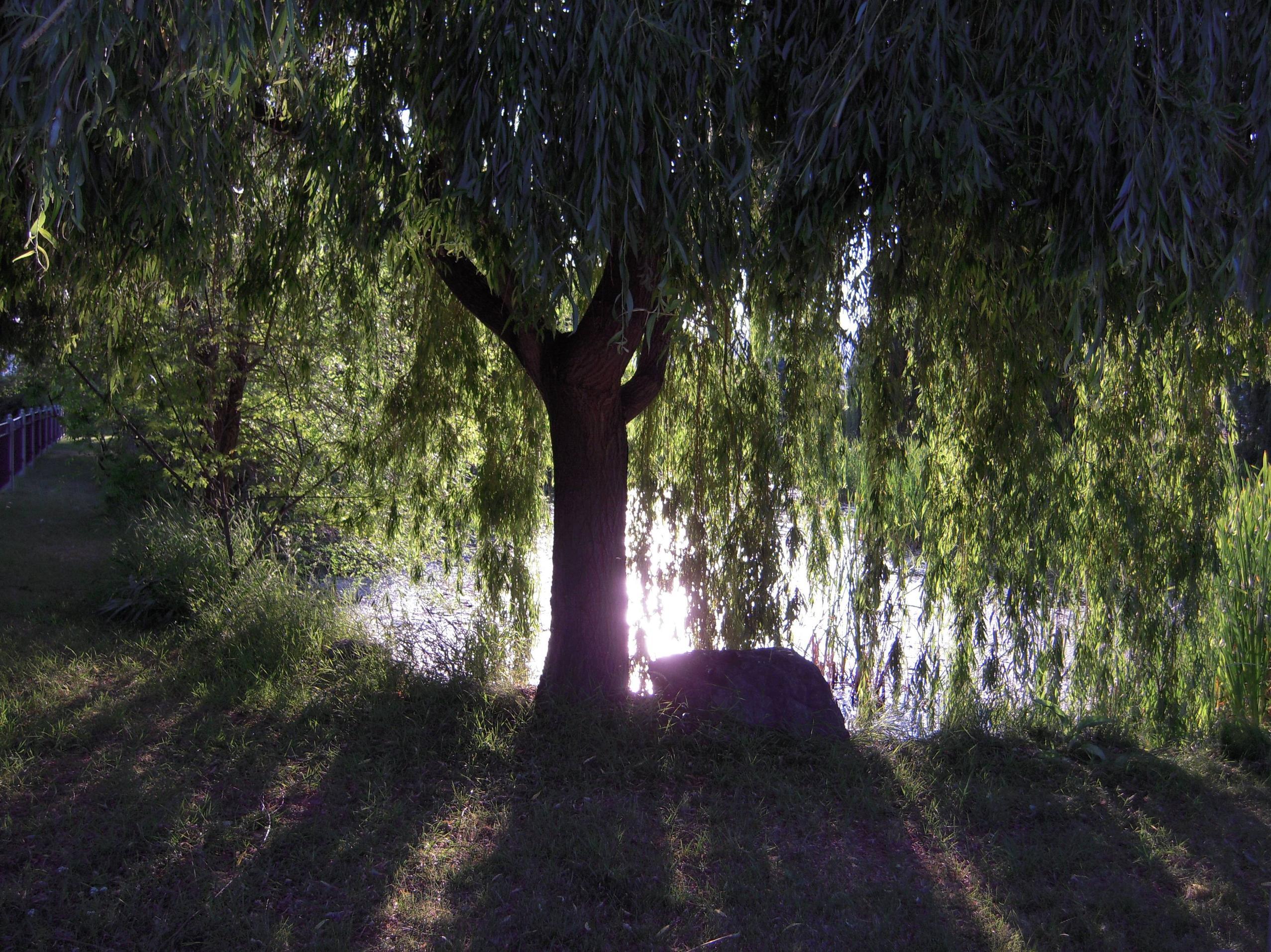2554x1915 Free Willow Wallpaper