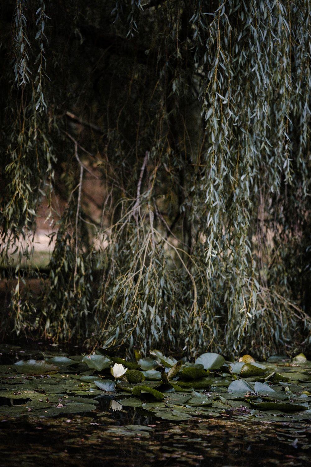 1000x1500 Weeping Willow Picture. Download Free Image