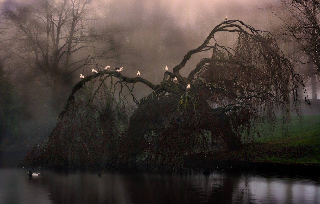 1332x850 Wallpaper forest, grass, landscape, nature, fog, lake, dawn, Birds, grass, forest, Birds, landscape, nature, wood, lake, fog image for desktop, section пейзажи