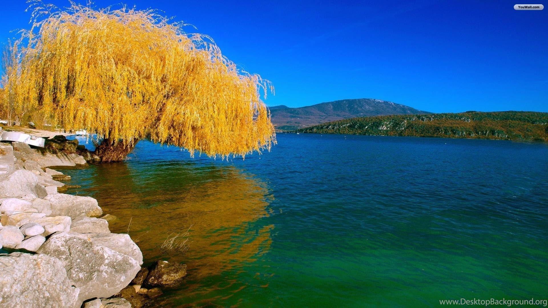 1920x1080 Willow Tree Wallpaper Wallpaper Zone Desktop Background