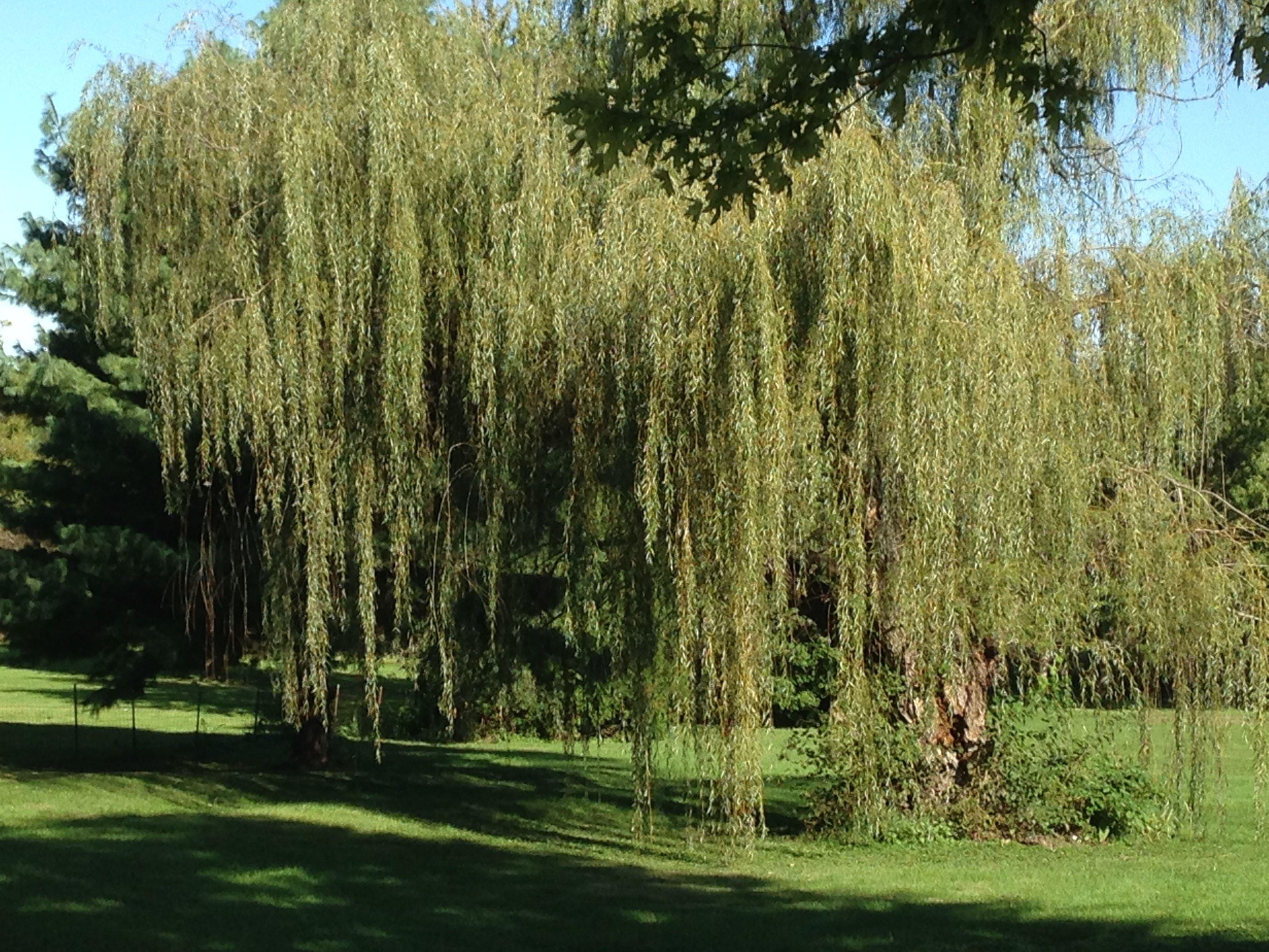 3264x2448 Free of tree, weeping, weeping willow