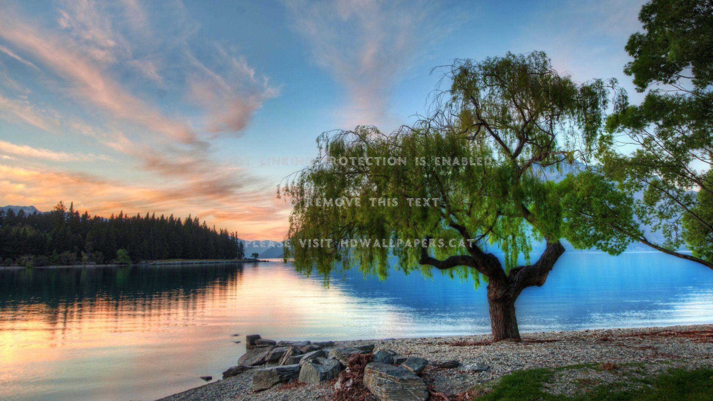 2400x1350 a tree weeping willow forest lake nature
