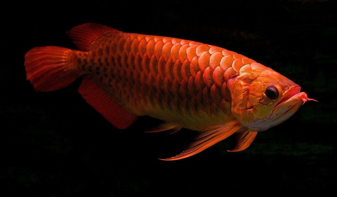 1170x685 Red Arowana photo and wallpaper. Cute Red Arowana picture