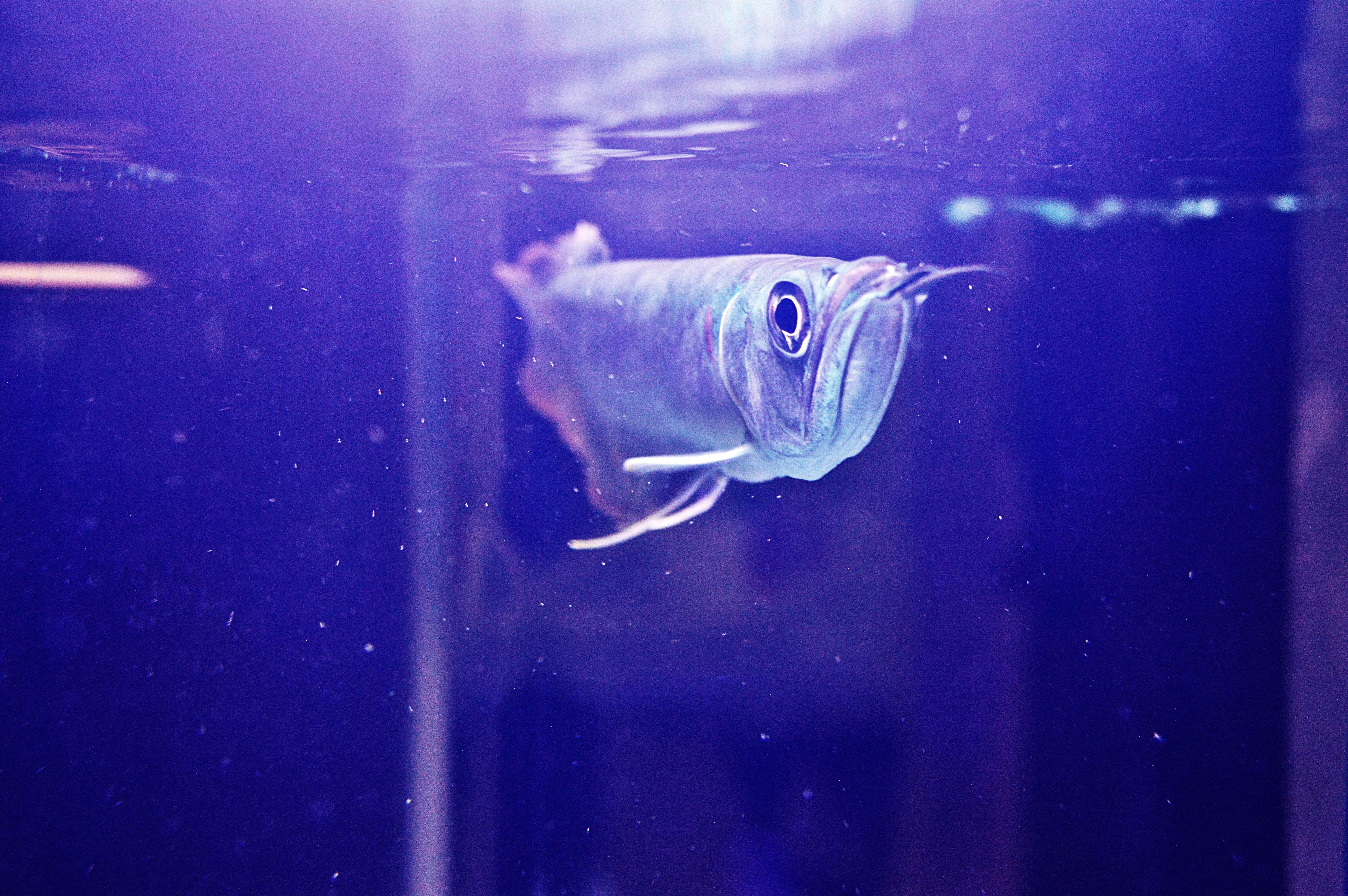 6016x4000 arowanas, Fish, Photography, Water Wallpaper HD / Desktop and Mobile Background