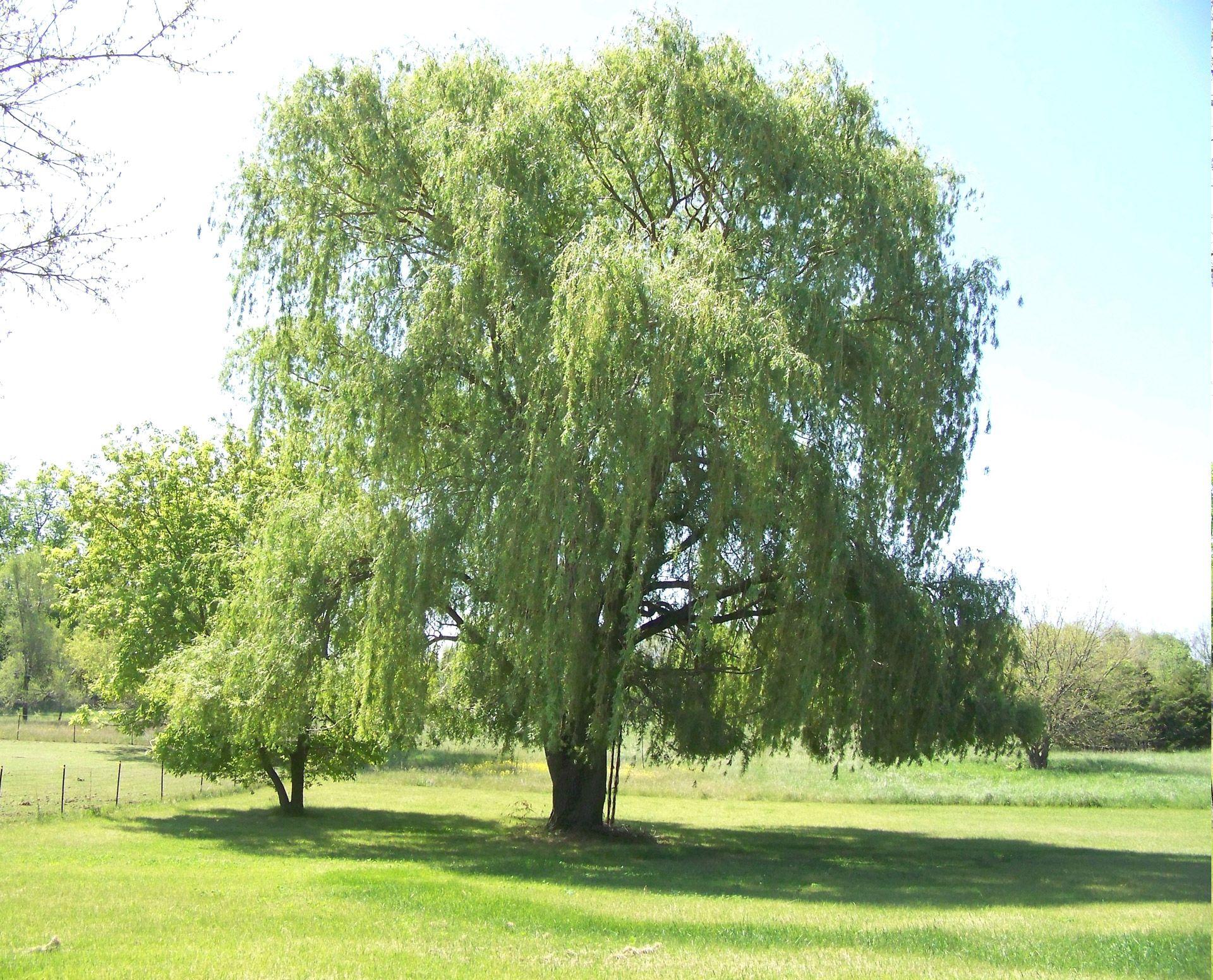 Weeping Willow Wallpapers - Top Free Weeping Willow Backgrounds ...