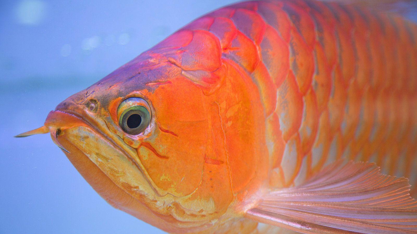 1600x900 Cosmetic Surgery for a Pet Fish? In Asia, This One Is King of the Tank