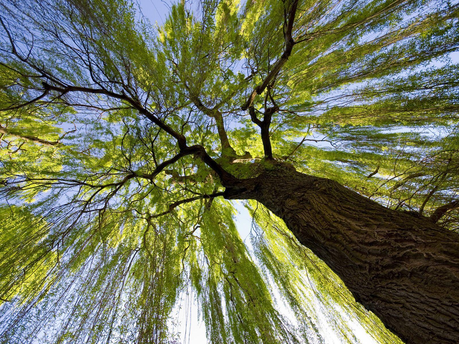 1600x1200 Willow Tree Wallpaper