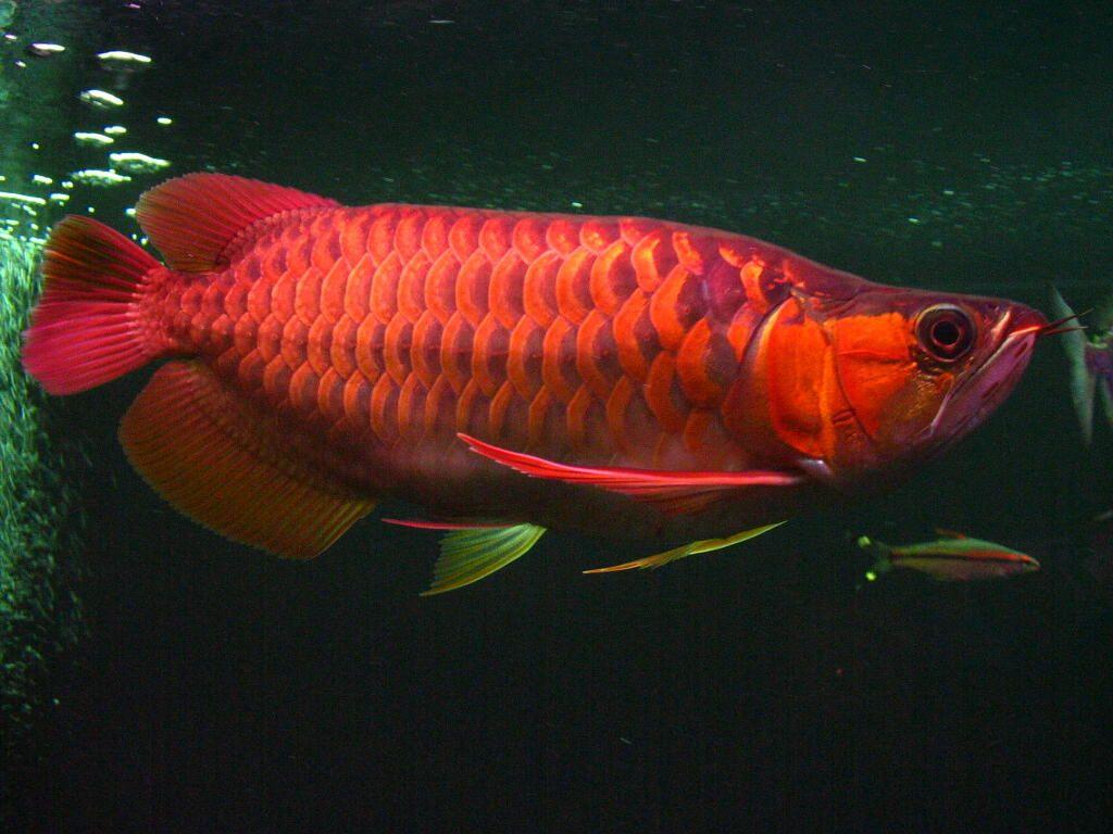 1024x768 Super Red Asian Arowana