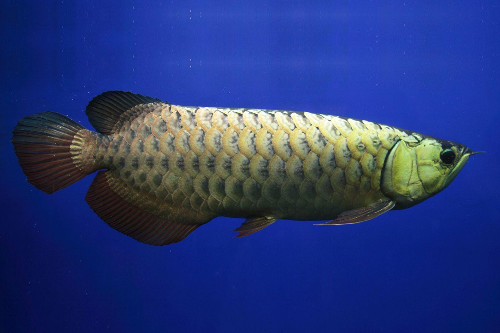 1600x1067 How to Use Arowana Fish in Feng Shui