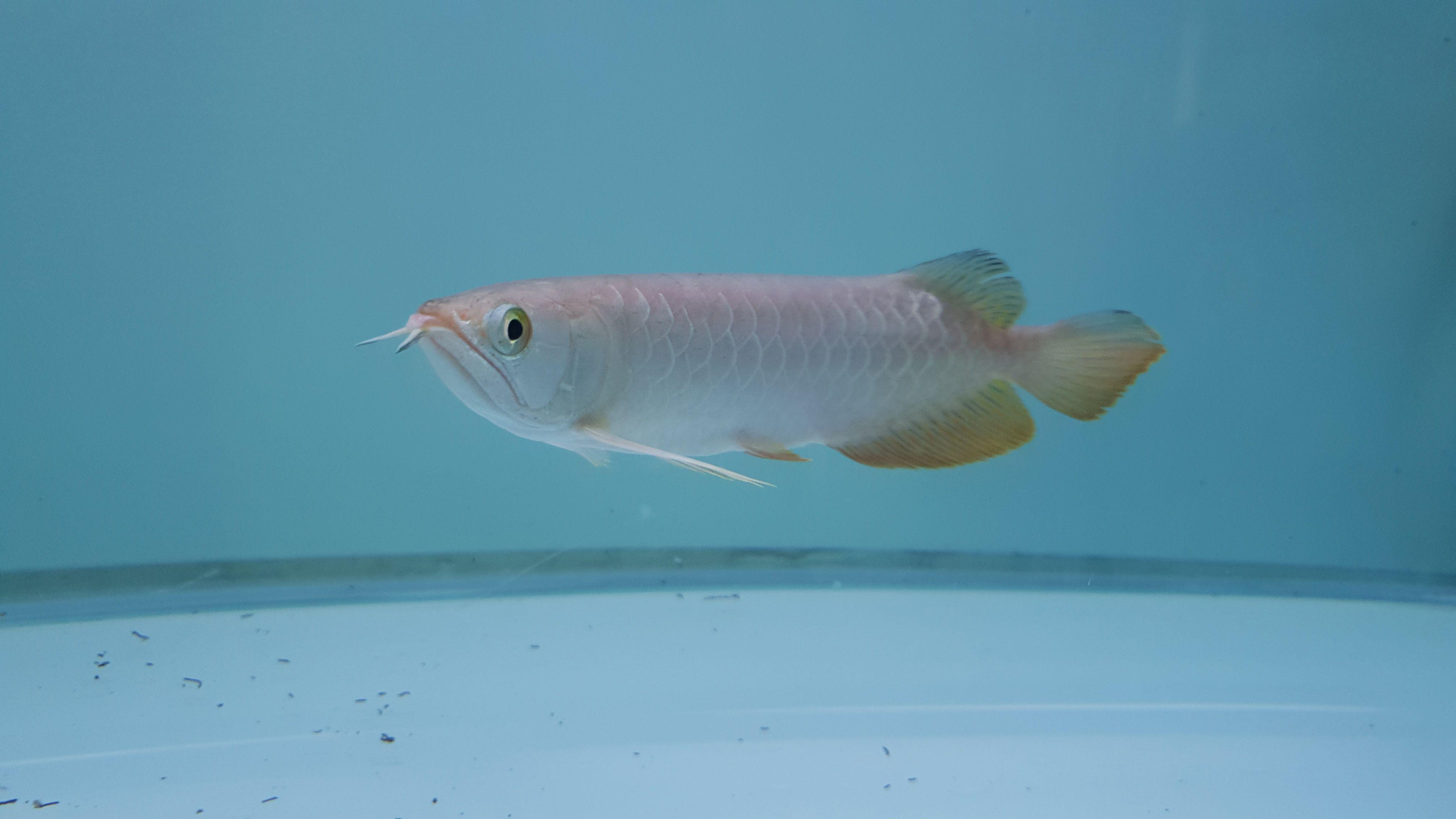4032x2268 Free of Arowana, Arowana fish, fish Aquarium