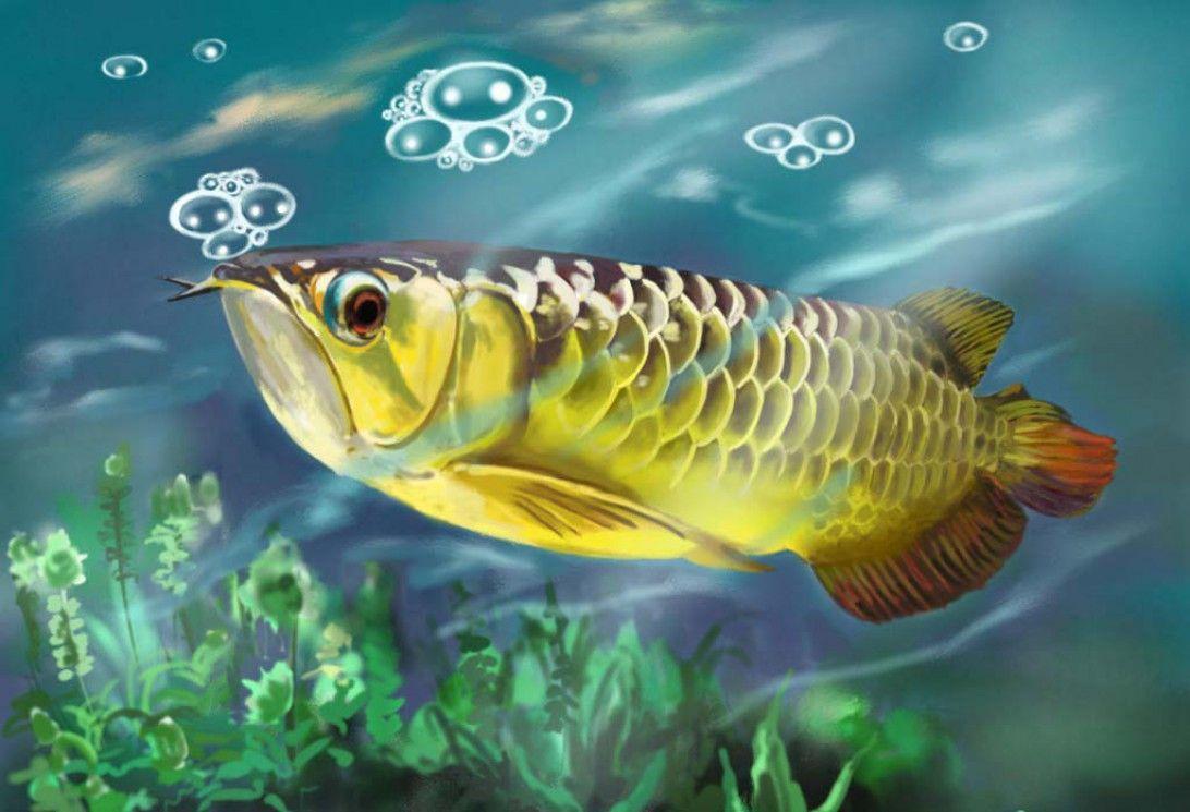1092x745 Varanasi Fish Aquarium. Fish Wholesale Shaler
