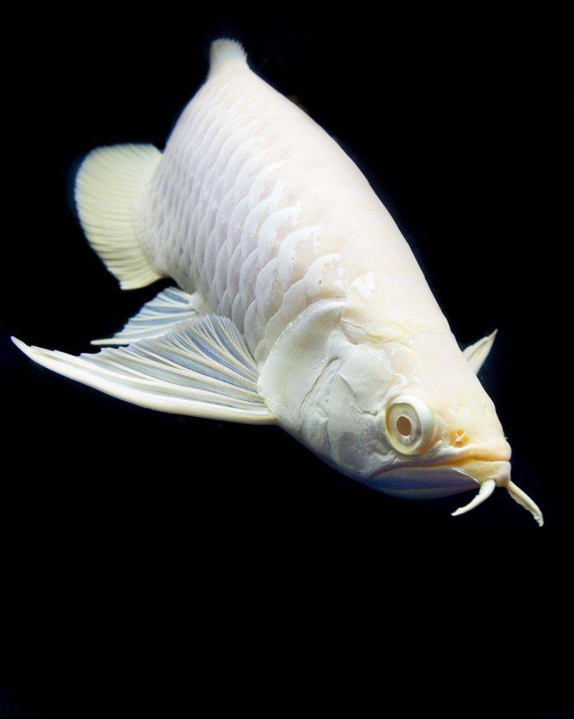 817x1024 ASIAN AROWANA ideas. dragon fish, fish pet, aquarium fish