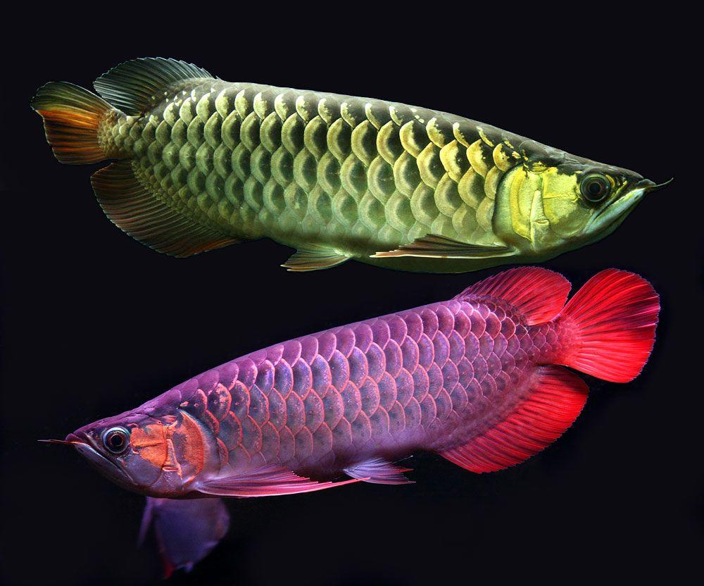 1000x832 Arowana fish (Feng Shui)