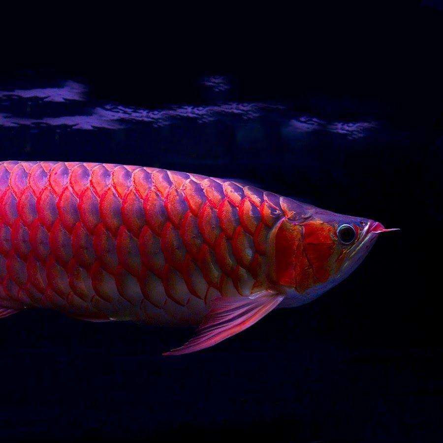 900x900 Arowana fish near me