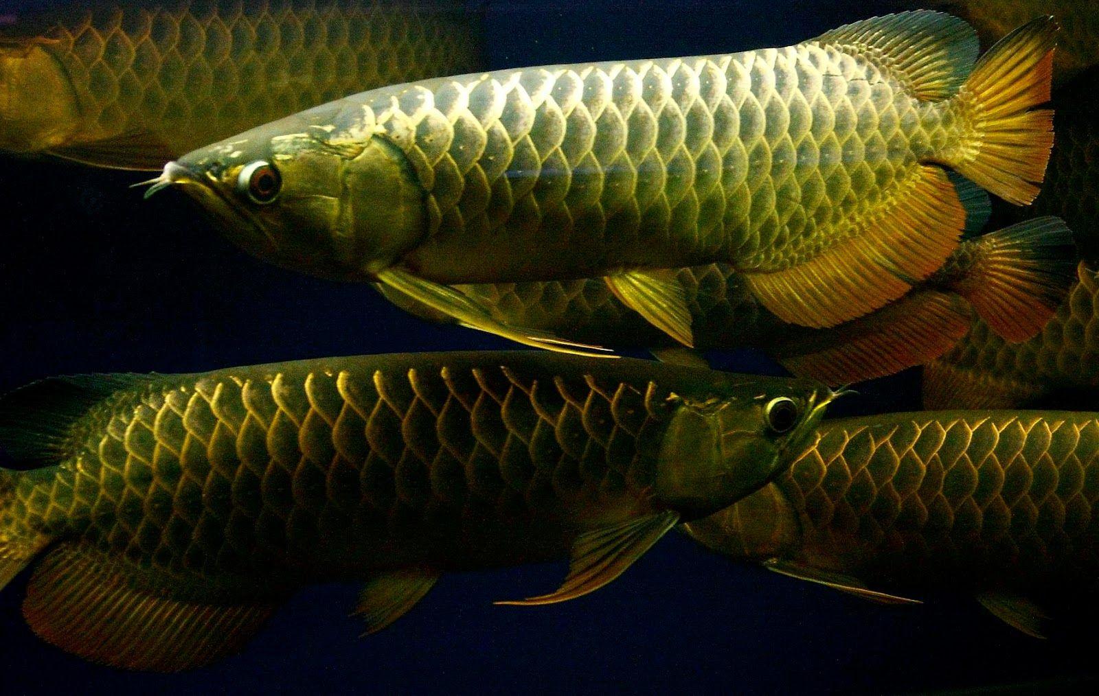 Arowana Fish Wallpapers - Top Free Arowana Fish Backgrounds